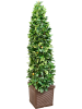Цитрус citrofortunella Calamondin  H180×W55 D40×38 см 