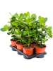Клузия Розовый 'Princess' 6/tray  H55×W30 D17×16 см 