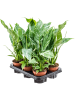 Спатифиллум 'Diamond' 6/tray  H40×W25 D12 см 