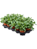Крассула Яйцевидный 'Sunset' 6/tray  H22×W15 D12×11 см 