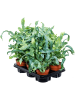 Флебодиум Золотистый 'Blue Star' 6/tray  H30×W15 D12×11 см 