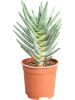 Алоэ Dichotoma  H40×W20 D17×14 см 