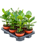 Клузия Розовый 'Princess' 6/tray  H35×W20 D12×10 см 