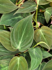 Филодендрон Scandens 'Micans' 6/tray  H20×W15 D12×10 см 