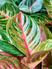 Аглаонема 'Red Emerald'  H40×W30 D17×15 см 