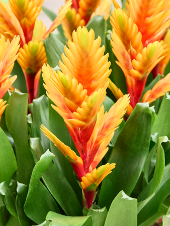 Вриезия 'Intenso Orange Flame' 6/tray  H48×W25 D12×11 см 
