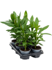 '' Кордилина Fruticosa Сизый 6/tray  H35×W28 D12×10 см 