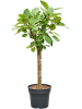 Фикус Altissima 'Variagata'  H130×W60 D34×30 см 