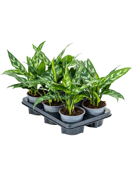 Аглаонема 'Maria' 6/tray  H30×W20 D12×10 см 