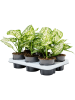 Аглаонема 'Ivory Jade' 6/tray  H30×W30 D12×9 см 