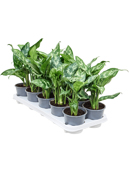 Аглаонема 'Maria' 10/tray  H30×W20 D12×10 см 
