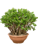 Крассула Яйцевидный  H50×W55 D45×28 см 