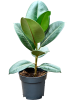 Фикус Elastica Robusta 6/tray  H45 D14 см 