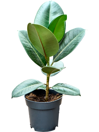 Фикус Elastica Robusta 6/tray  H45 D14 см 