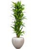 Драцена Fragrans 'Cintho'  H160×W50 D30×27 см 