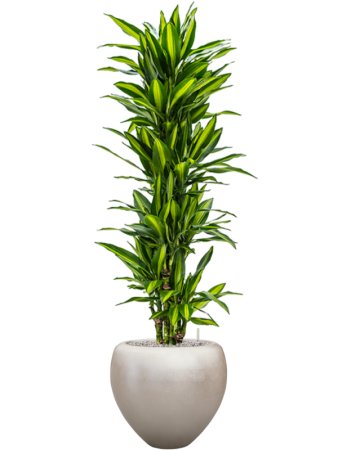Драцена Fragrans 'Cintho'  H160×W50 D30×27 см 