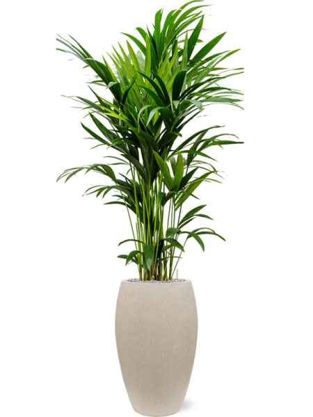 Кентия Howea Форстериана  H150×W60 D27×26 см 