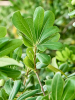 Питтоспорум Tobira 'Nana' 190-210  H200×W70 D45×38 см 