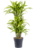 Драцена Fragrans 'Lemon Lime'  H115×W50 D27×25 см 