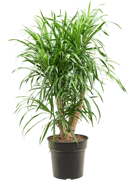 Плеомеле Драцена Пёстрая 'Anita '  H70×W30 D21×20 см 