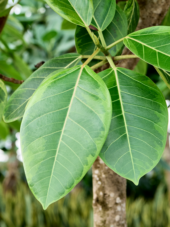 Фикус Altissima 'Variagata'  H275×W90 D50×41 см 
