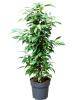 Фикус Бенжамина Mix  H70×W50 D17×14 см 