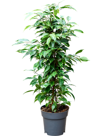 Фикус Бенжамина Mix  H70×W50 D17×14 см 