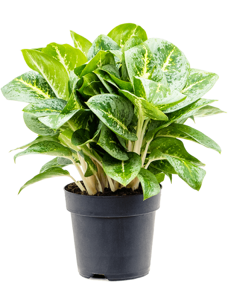Аглаонема 'Lemon Mint'  H45×W35 D19×17 см 