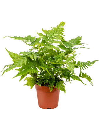 Дриоптерис Erythrosora 6/tray  H40×W25 D12×11 см 