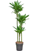 Драцена Fragrans 'Janet Lind Gold'  H160×W35 D24×23 см 