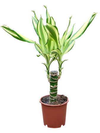 Драцена Fragrans Mix 8/tray  H35×W40 D11×9 см 