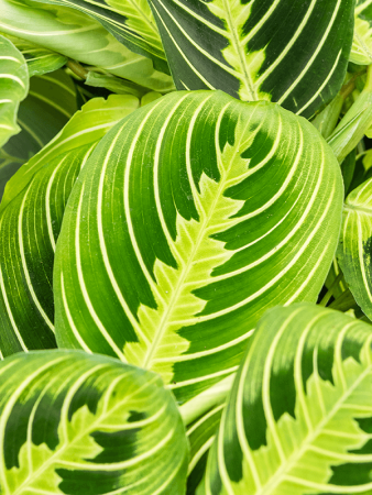 Маранта Leuconeura 'Lemon' 10/tray  H35×W20 D12×10 см 