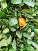Цитрус citrofortunella Calamondin  H180×W55 D40×38 см 