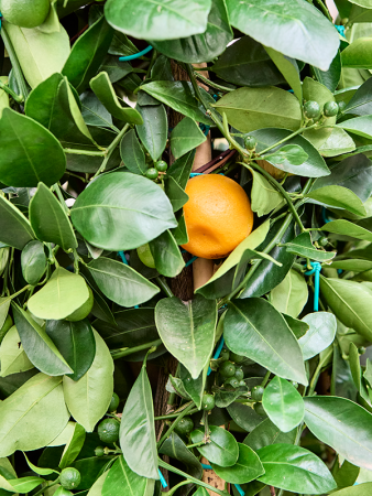 Цитрус citrofortunella Calamondin  H180×W55 D40×38 см 