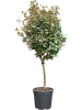 Лох Ebbingei 120-130  H125×W80 D30×26 см 