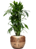 Драцена Fragrans 'Arturo'  H120×W60 D27×25 см 