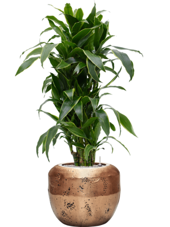 Драцена Fragrans 'Arturo'  H120×W60 D27×25 см 