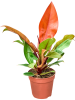 Филодендрон Prince Of Orange 6/tray  H35×W25 D12×10 см 