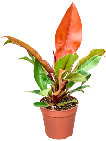 Филодендрон Prince Of Orange 6/tray  H35×W25 D12×10 см 