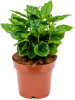 Кофе Arabica 6/tray  H25×W20 D12×10 см 