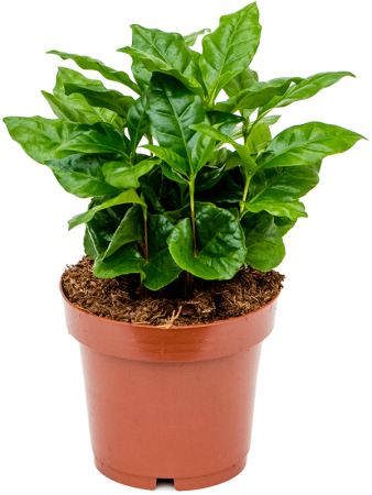 Кофе Arabica 6/tray  H25×W20 D12×10 см 
