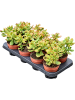 Крассула Яйцевидный 'Colorata' 8/tray  H20×W15 D12×10 см 