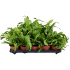 Асплениум Mix 6/tray  H25×W20 D12×9 см 