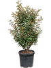 Лох Ebbingei 'Compacta' 100-120  H110×W55 D38×28 см 