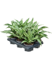 Драцена Fragrans 'Kanzi' 6/tray  H20×W20 D12×10 см 