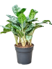 Аглаонема 'Amazon Silver'  H60×W35 D24×23 см 