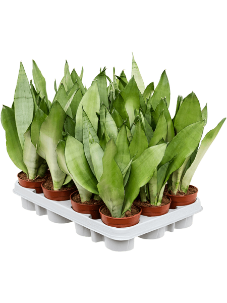 Сансевиерия Трёхполосый 'Moonshine' 12/tray  H30×W15 D9×7 см 