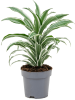 Драцена Fragrans 'White Jewel'  H40×W30 D17×15 см 