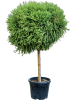 Cryptomeria Японский 'Globosa Nana'  H160×W65 D38×33 см 