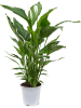 Спатифиллум 'Sweet Sebastiano'  H110×W80 D24×22 см 